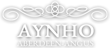 Aynho Aberdeen Angus