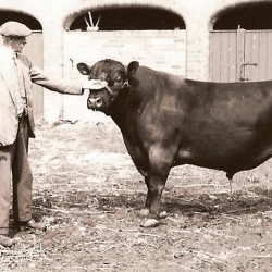 Founder A. P. McLaren and a young bull