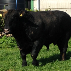 AYNHO PILGRIM M792