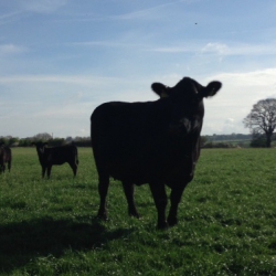 Aynho Herd