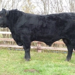 Wedderlie Ebbnflo M692