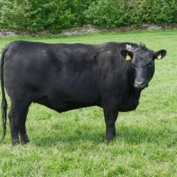 AYNHO DALY N843