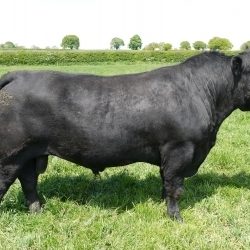 WEDDERLIE EBBNFLO M692