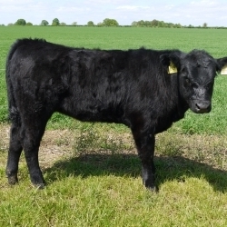AYNHO BETTINE P950